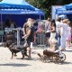 RRS_Fotogalerien_2010-06-27_Dog_Day008