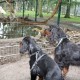 RRS_Fotogalerien_2011-06-26_Wildpark037