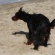 2012-07-29 RRS Holland Hundestrand_028