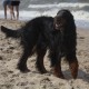 2012-07-29 RRS Holland Hundestrand_037