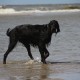 2012-07-29 RRS Holland Hundestrand_189