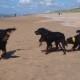 2012-07-29 RRS Holland Hundestrand_215