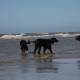 2012-07-29 RRS Holland Hundestrand_244