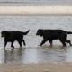 RRS_Fotogalerien_2013-04-14_Kijkduin-Hundestrand049