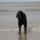 RRS_Fotogalerien_2013-04-14_Kijkduin-Hundestrand067