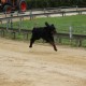 RRS_Fotogalerien_2014-06-19_Hunderennen072