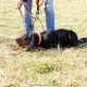RRS_Fotogalerien_2015-07-26_Seehund-Abzeichen004