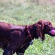 RRS_Fotogalerien_2015-07-26_Seehund-Abzeichen121