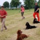 RRS_Fotogalerien_2016-06-12_Hundestunde077