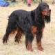 RRS_Fotogalerien_2016-06-12_Hundestunde154
